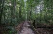 Dark hiking path through thick rainforest
