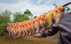 Skewered Piranhas in the Pampas Del Yacuma, Amazon