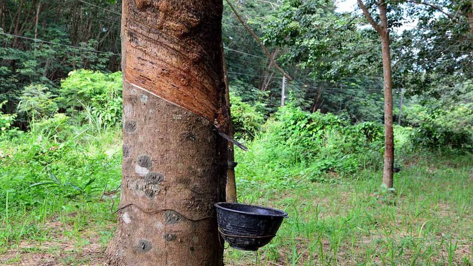 Row of para rubber tree in plantation, Rubber tapping