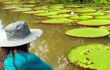 Tourist looking at Victoria Regia, the largest water lily in the world near Iquitos, Peru