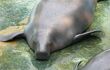 Amazonian manatee