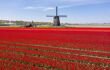 Red field with famous Dutch windmills in the back