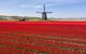 Red field with famous Dutch windmills in the back