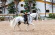 Rider performing training exercises with a purebred Andalusian white horse