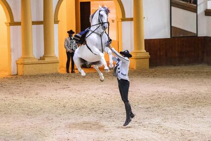 Riders dressed in traditional dress show a white horse jumping in dressage.