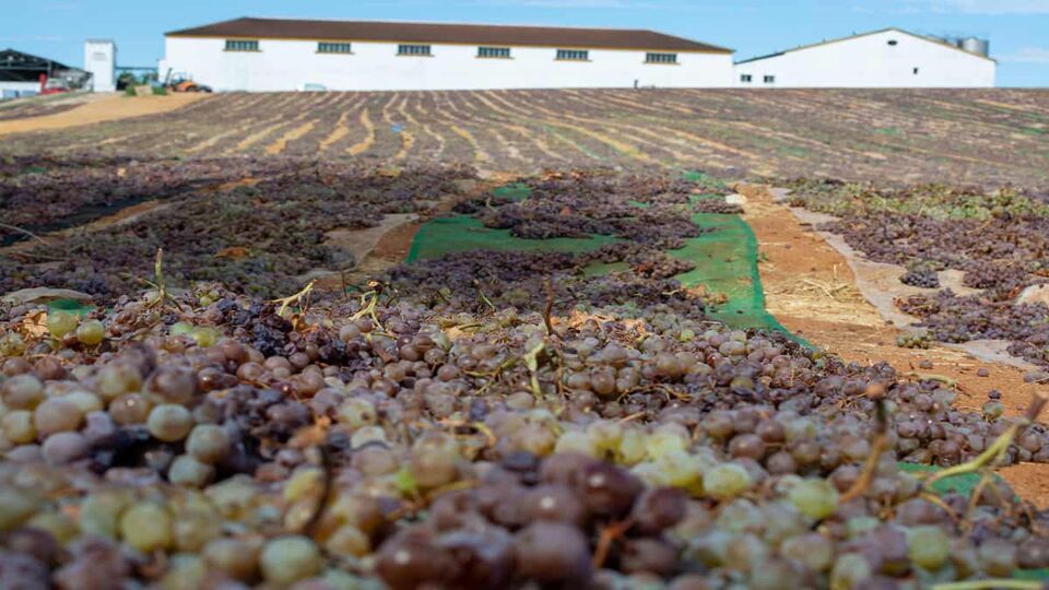 Close up of Jerez grapes with vineyard in the background