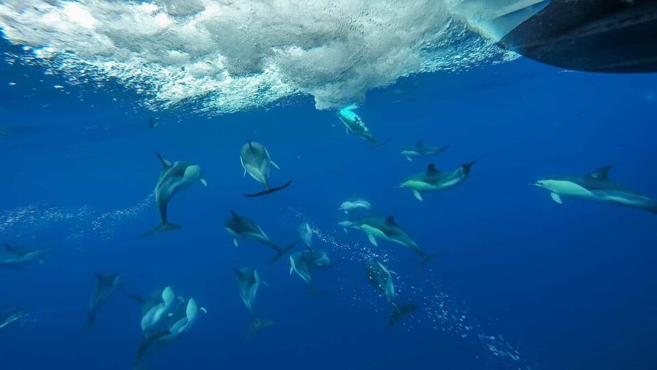 Polecam view of a pod of common dolphins riding the bow wave of a boat, Atlantic Ocean, The Azores.