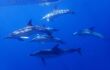 Common dolphins swimming happily of the coast of Flores island Azores