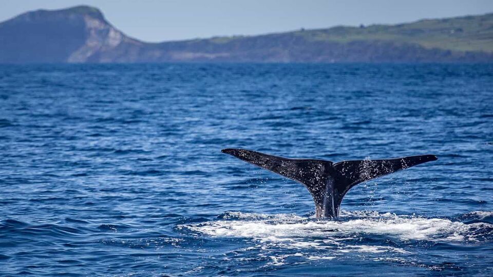 Sperm whale fin with Faial, Azores, in the background