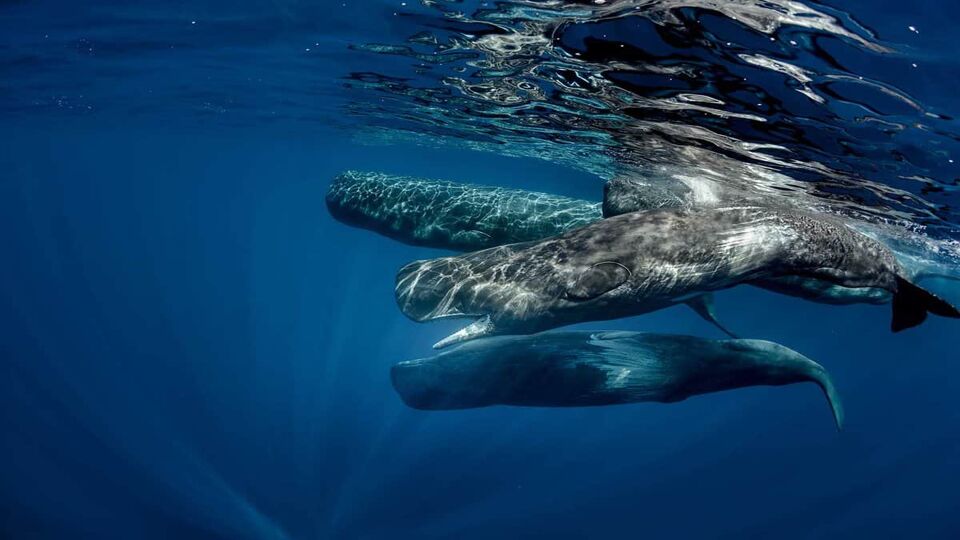 Underwater shot of a group of whales together