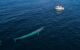 From an aerial view, a blue whale swims under the surface