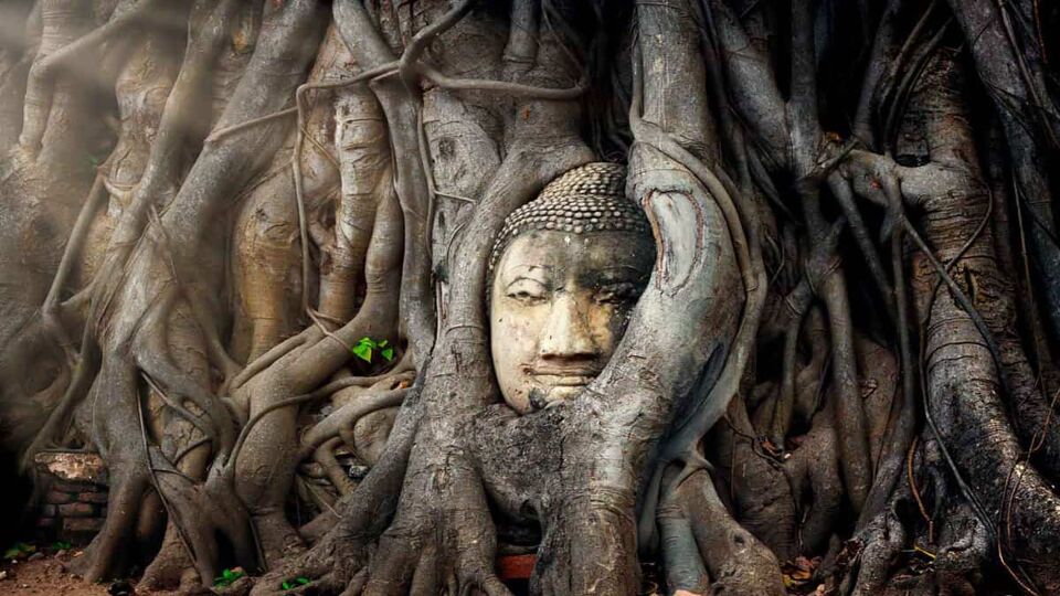 Religious statue hidden within banyan tree