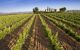 view of vineyard vines with small house in background