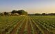 View of vineyards at the Familia Torres winery at sunset