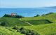 view of vineyards smothering hills with blue sea behind