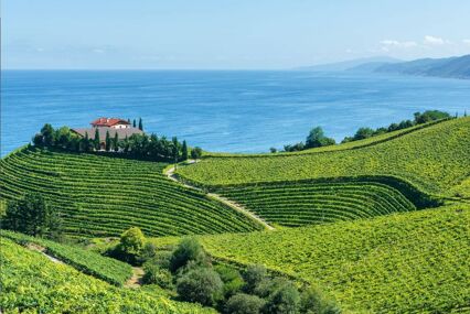view of vineyards smothering hills with blue sea behind