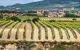 view of a neatly planted vineyard with lines of vines. a small town is behind