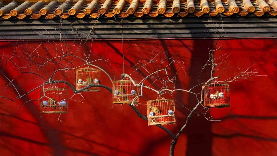 Small bird cages hanging from a tree in front of red building in Beijing hutong