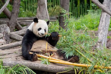 Berlin Zoo