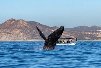 humpback whale breaching on pacific ocean background with tourist boat behind