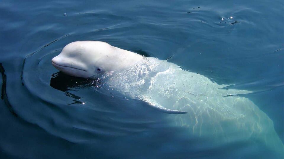 Beluga whale on the water surface