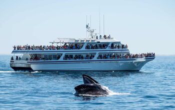 Passnegers on a packed boat watch a whale breaching at Cape Cod
