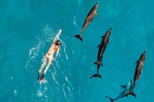 18 Best places to swim with dolphins