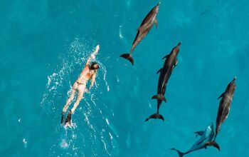 Aerial view of a woman snorkelling alongside a pod of dolphins