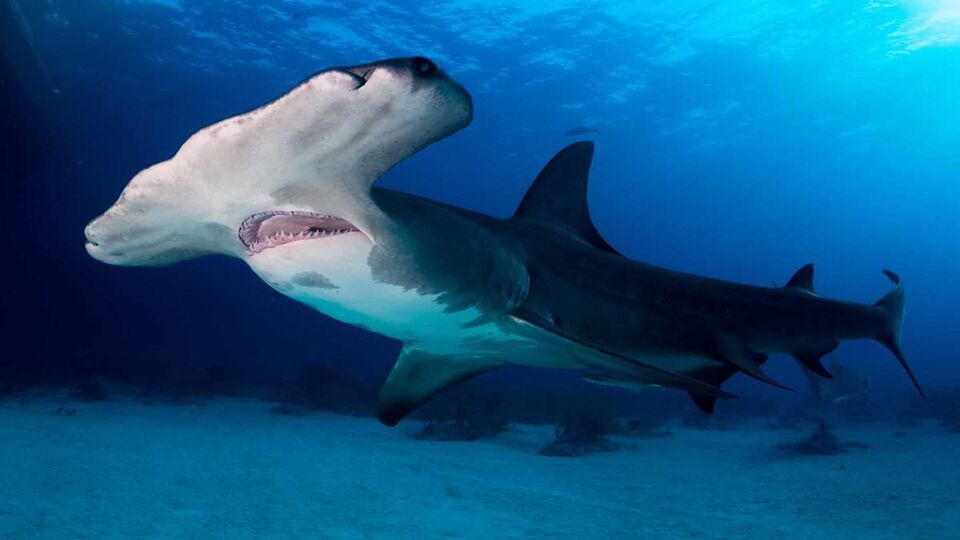 Great Hammerhead shark Bahamas