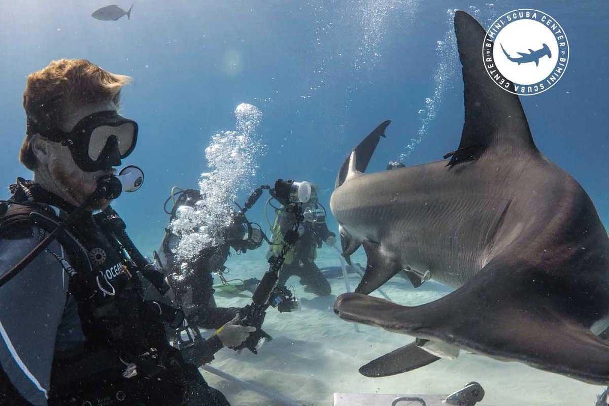 Hammerhead Sharks, The Bahamas