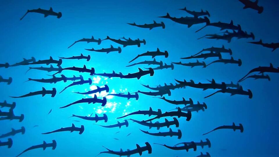 Amazing Hammerhead Sharks School in the Mexican Pacific