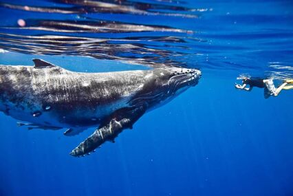 Humpback whale face-to-face with a snorkeller in clear blue water