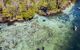 Aerial view down on the river with lots of manatees shapes in the water