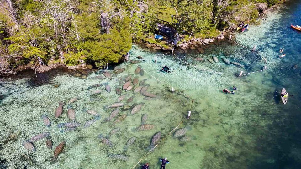 Aerial view down on the river with lots of manatees shapes in the water