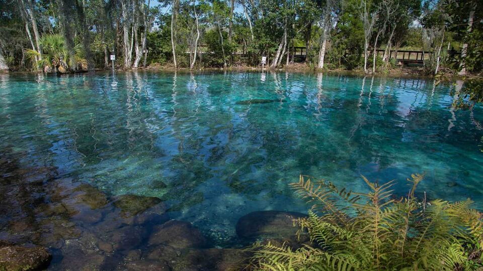 Three Sisters springs with a manatee in the water