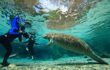 manatee approaching a diver in Crystal River