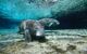 Underwater close up of a West India Manatee in the Crystal River