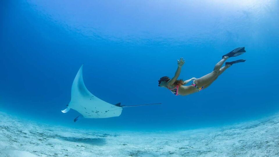 female snorkeller swimming with a manta ray