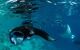 Several manta rays swimming on clear blue water