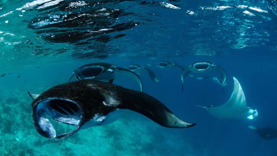 Several manta rays swimming on clear blue water