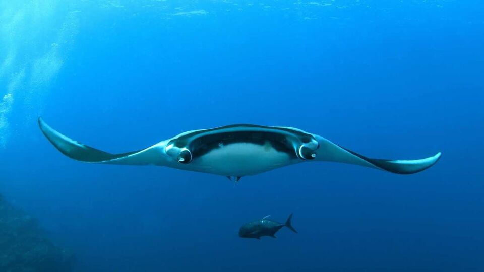 front on photo of a manta ray