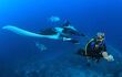 scuba diver next to a manta ray
