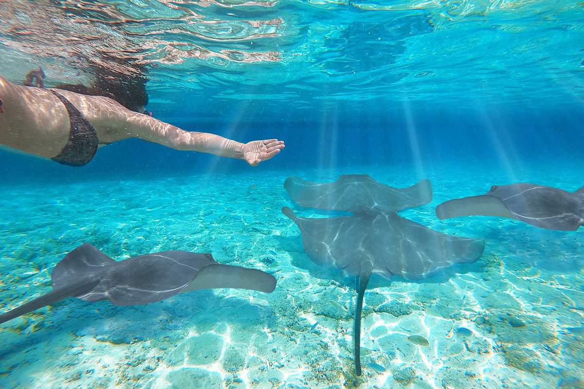 Girl snorkeling scuba with sharks and manta ray over reef in underwater Paradise. Turquoise sea in tropical wildlife in Bora Bora and Maldives