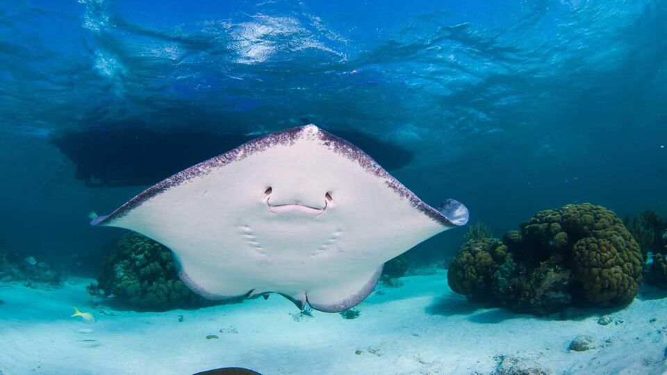 Underside of a sting ray