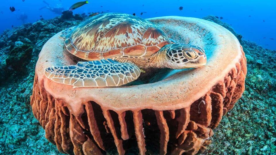 Close up of a turtle resting on a coral
