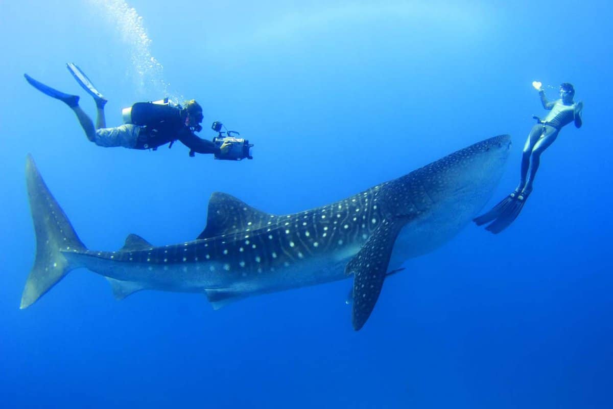 The best places to swim with whale sharks in 2022 - Lonely Planet