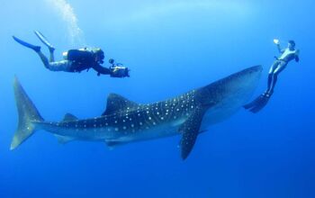 two divers swimming with a whale shark