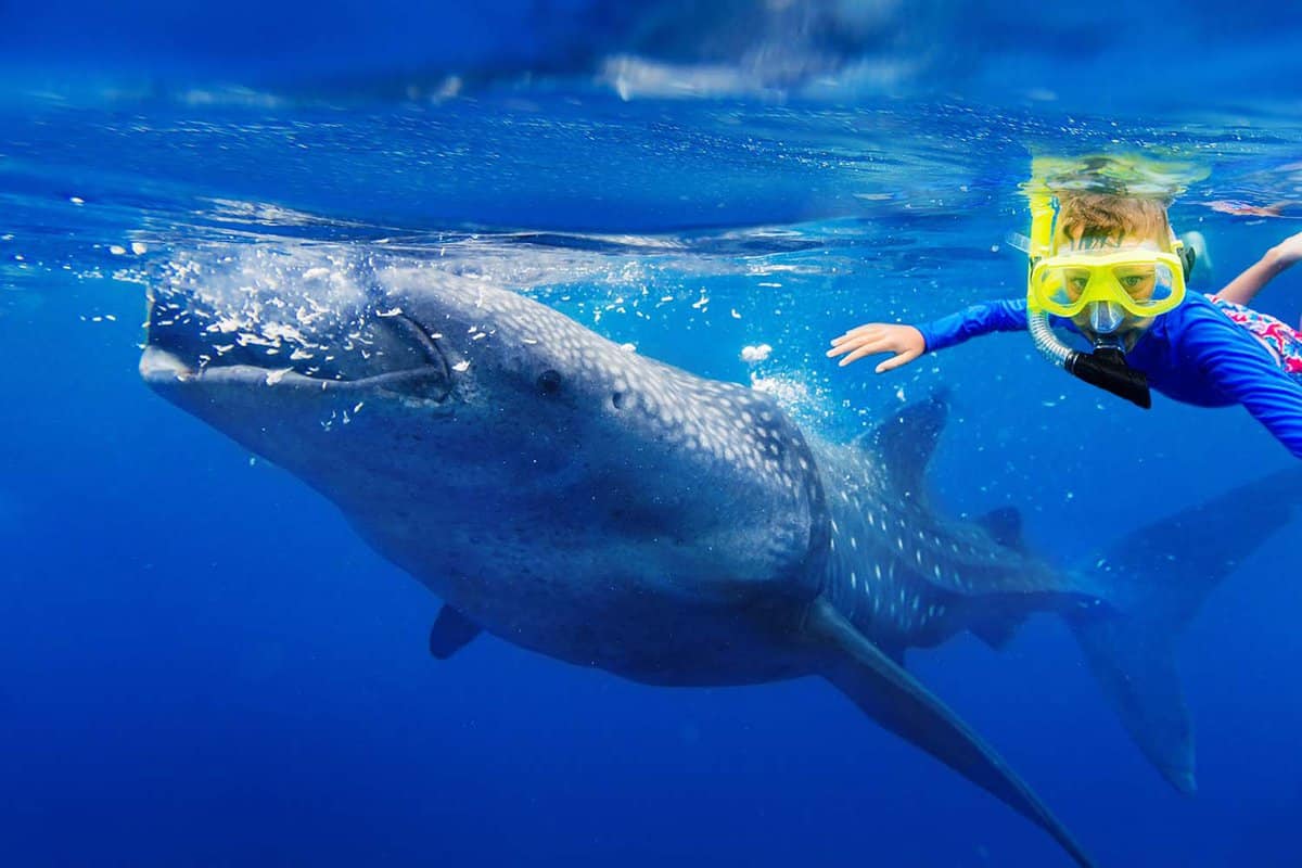 Visit Maldives - Experiences > Connecting with Whale Sharks: The