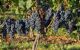 Close up of bunches of dark black grapes hanging from a tree