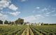 Rows of vineyard plants in a field with an open blue sky